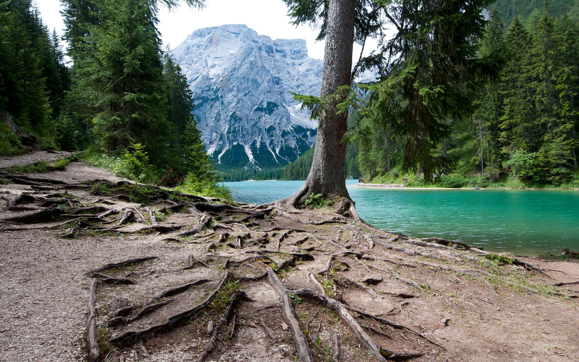 lac montagnes forêt arbres racines italie