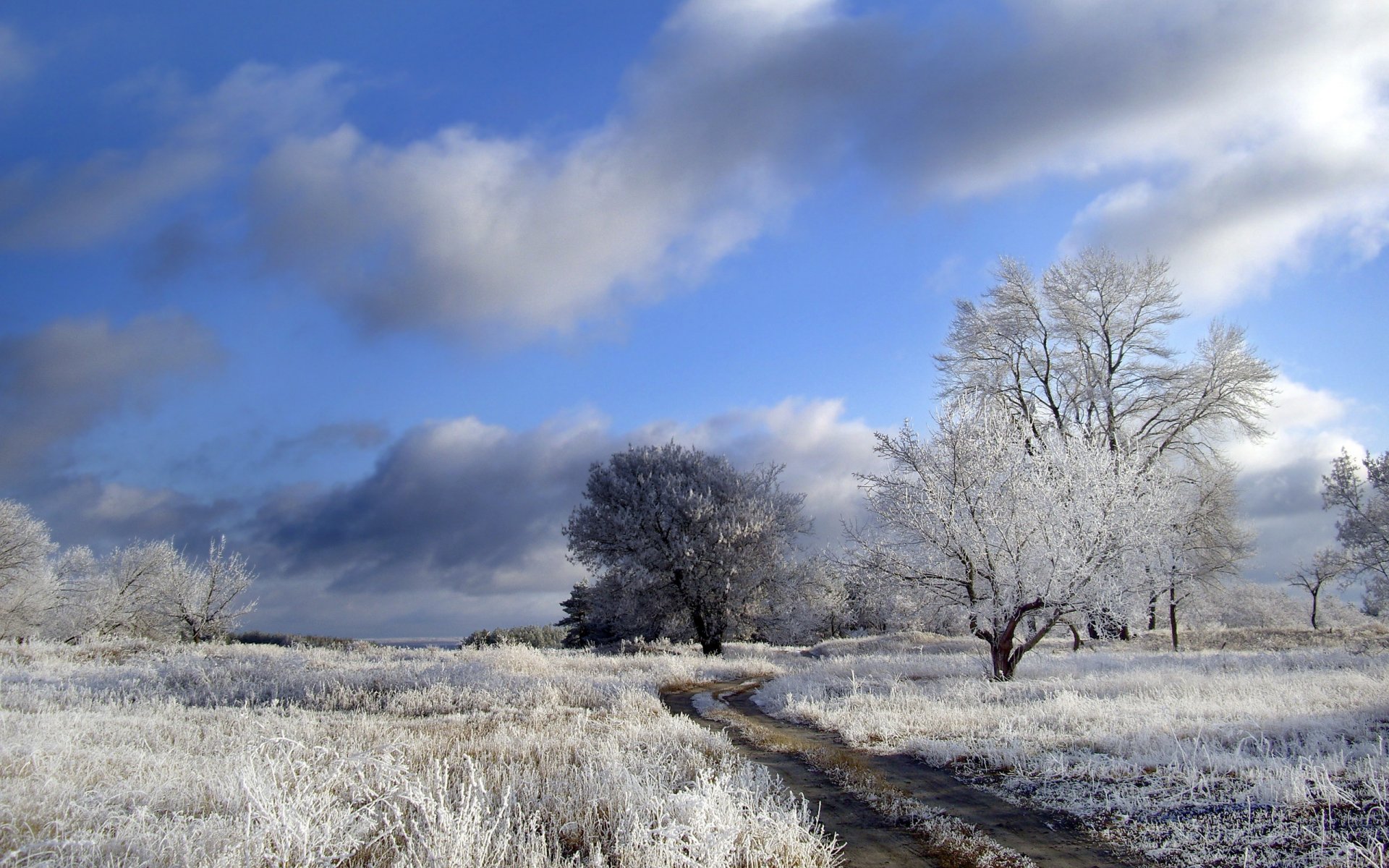 hiver champ route arbres