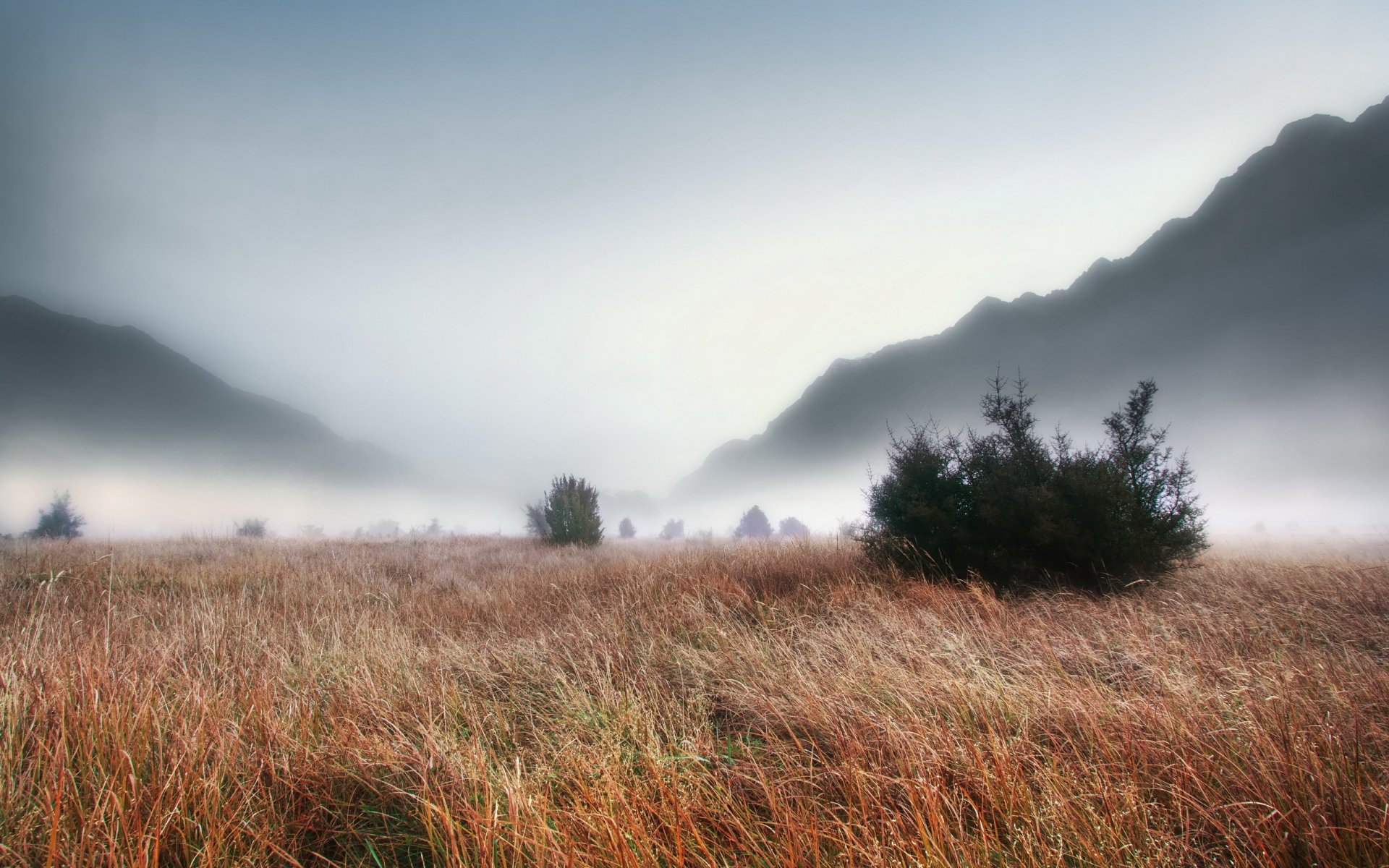 champ brouillard herbe paysage