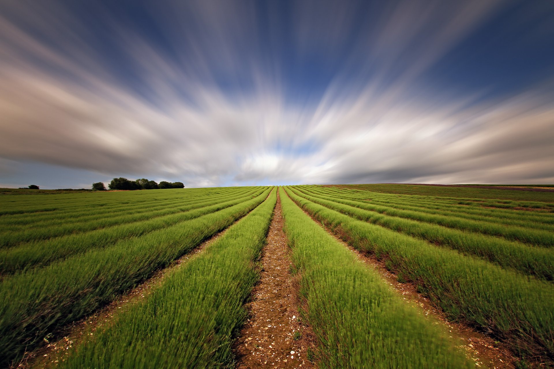 feld lavendel himmel auszug