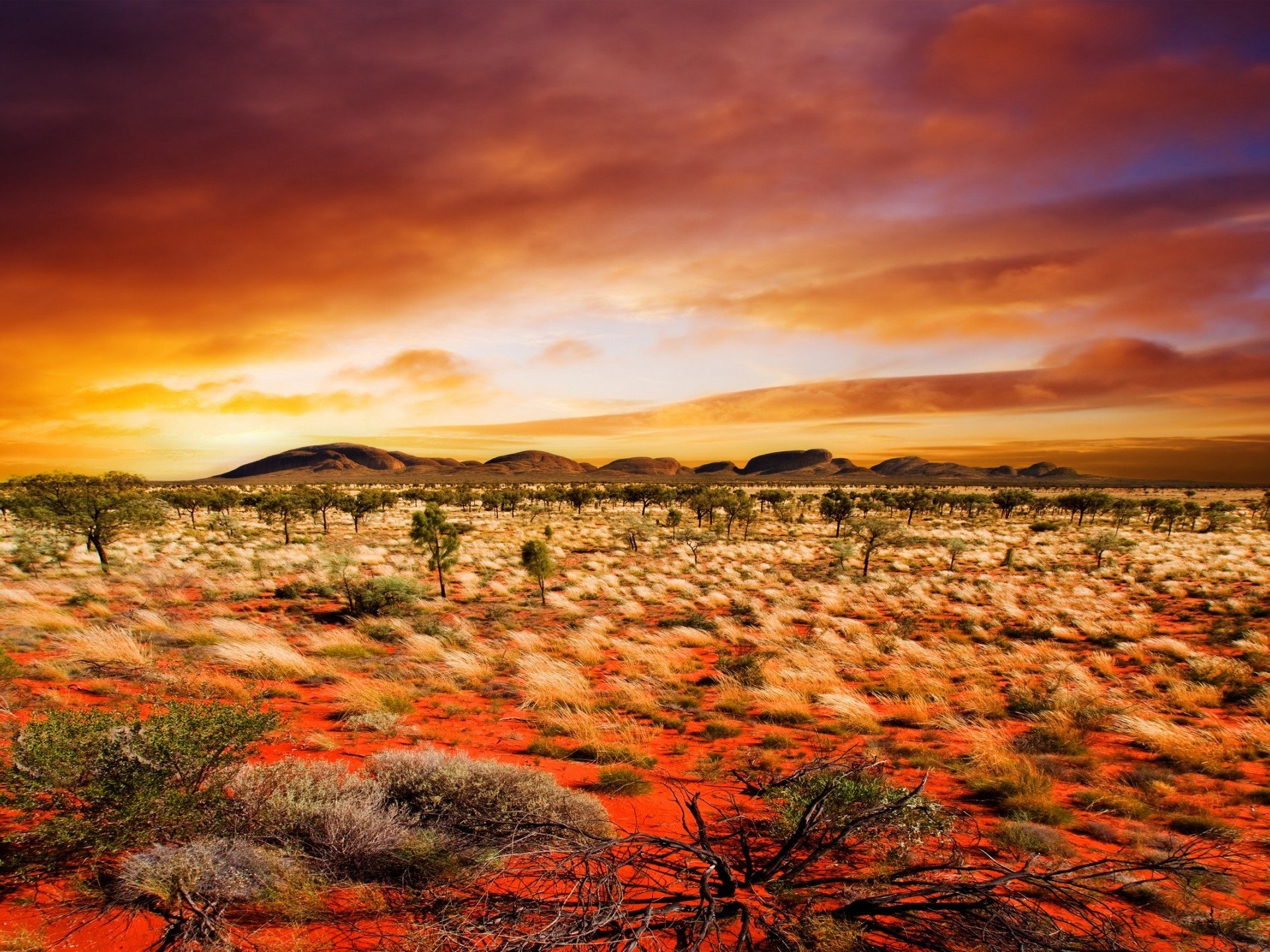 deserto piante natura arancione sfondo