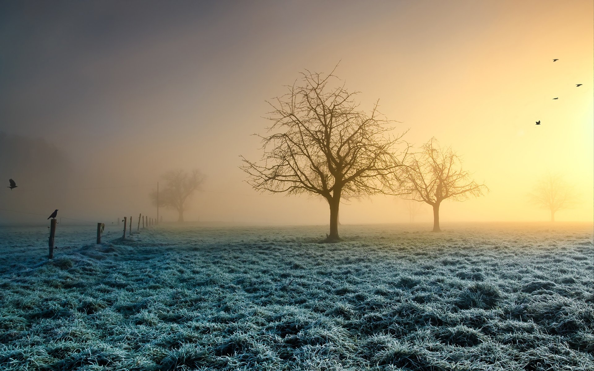 arbres herbe givre oiseaux soleil