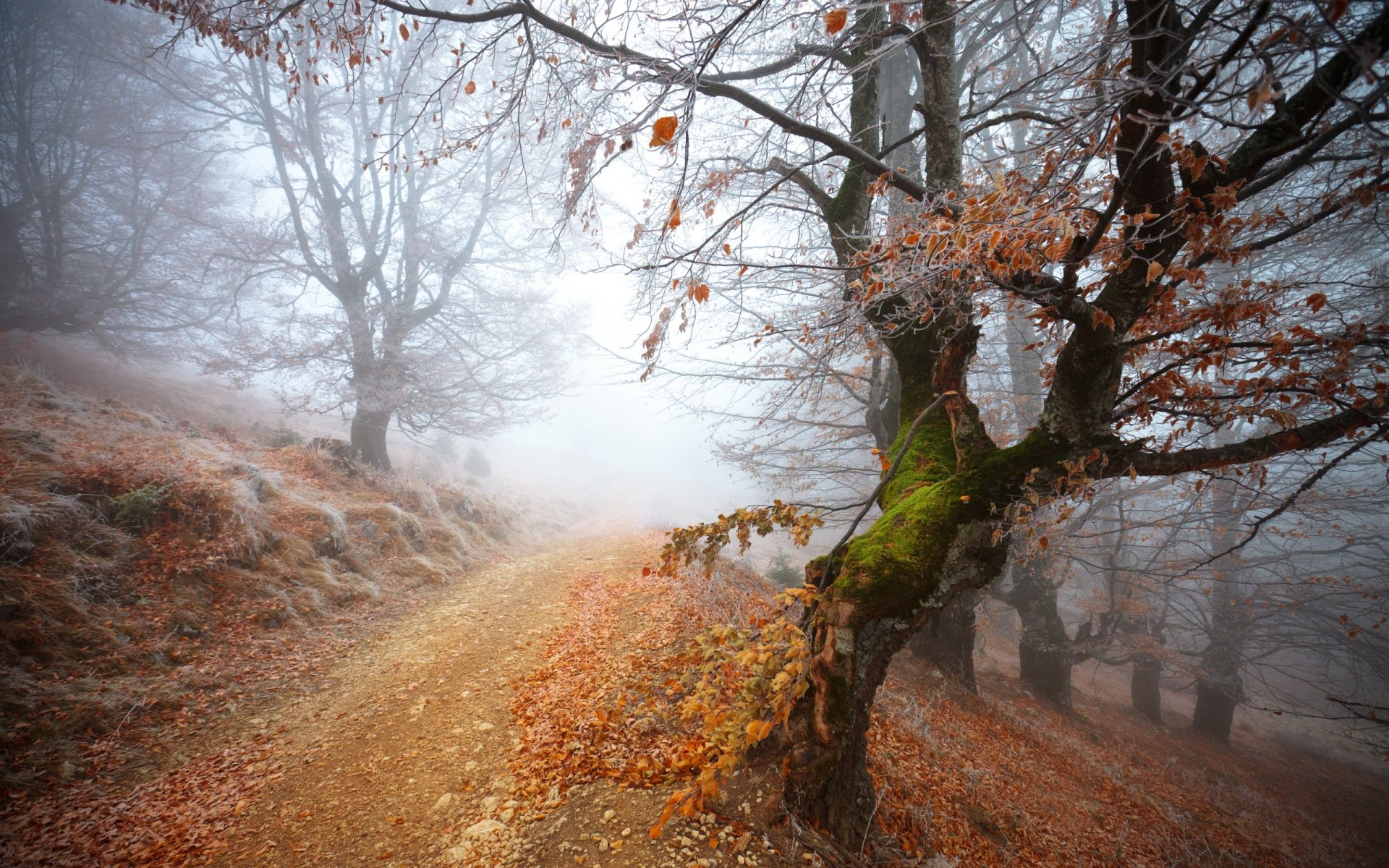 frozen forest