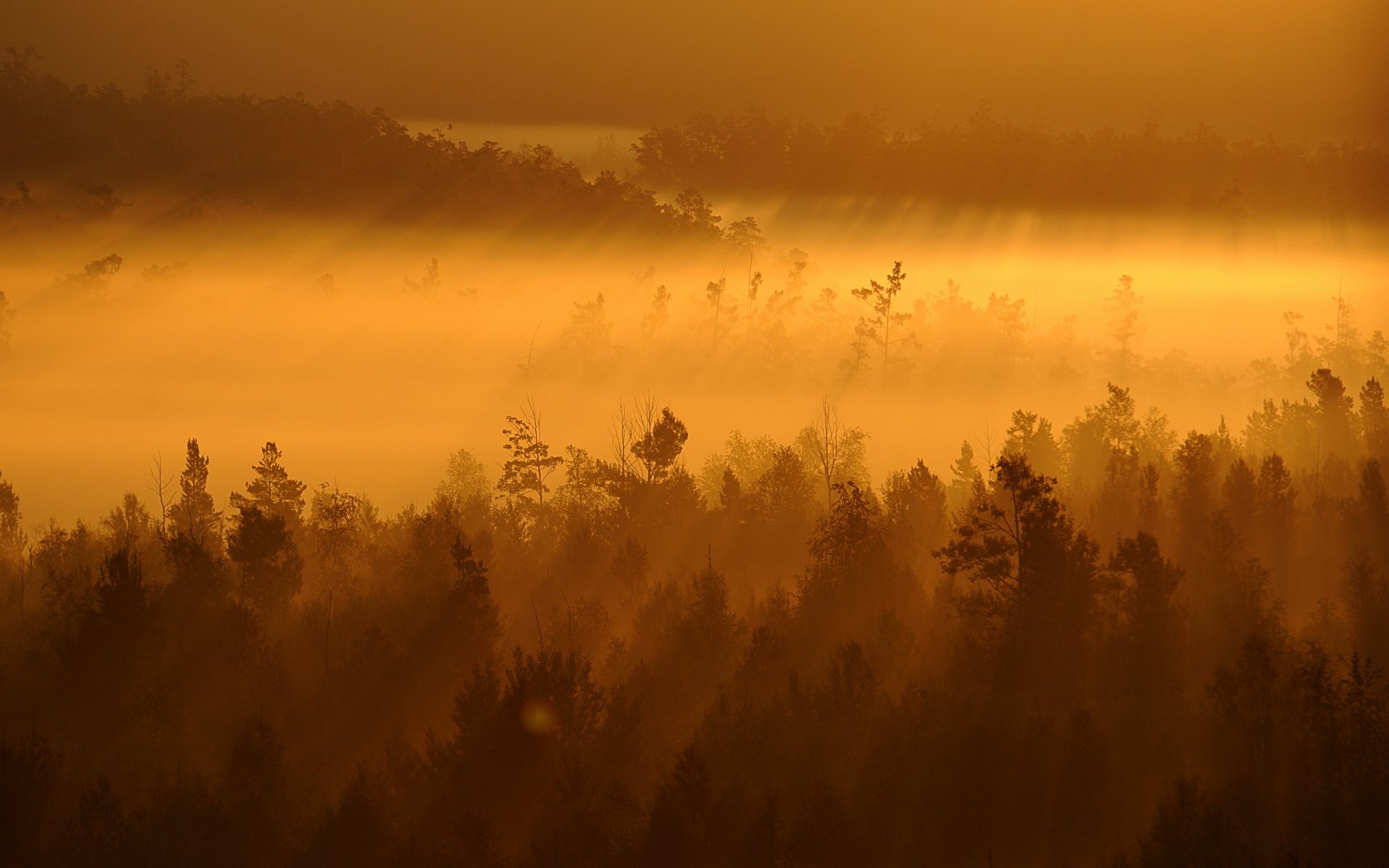 tramonto nebbia alberi paesaggio