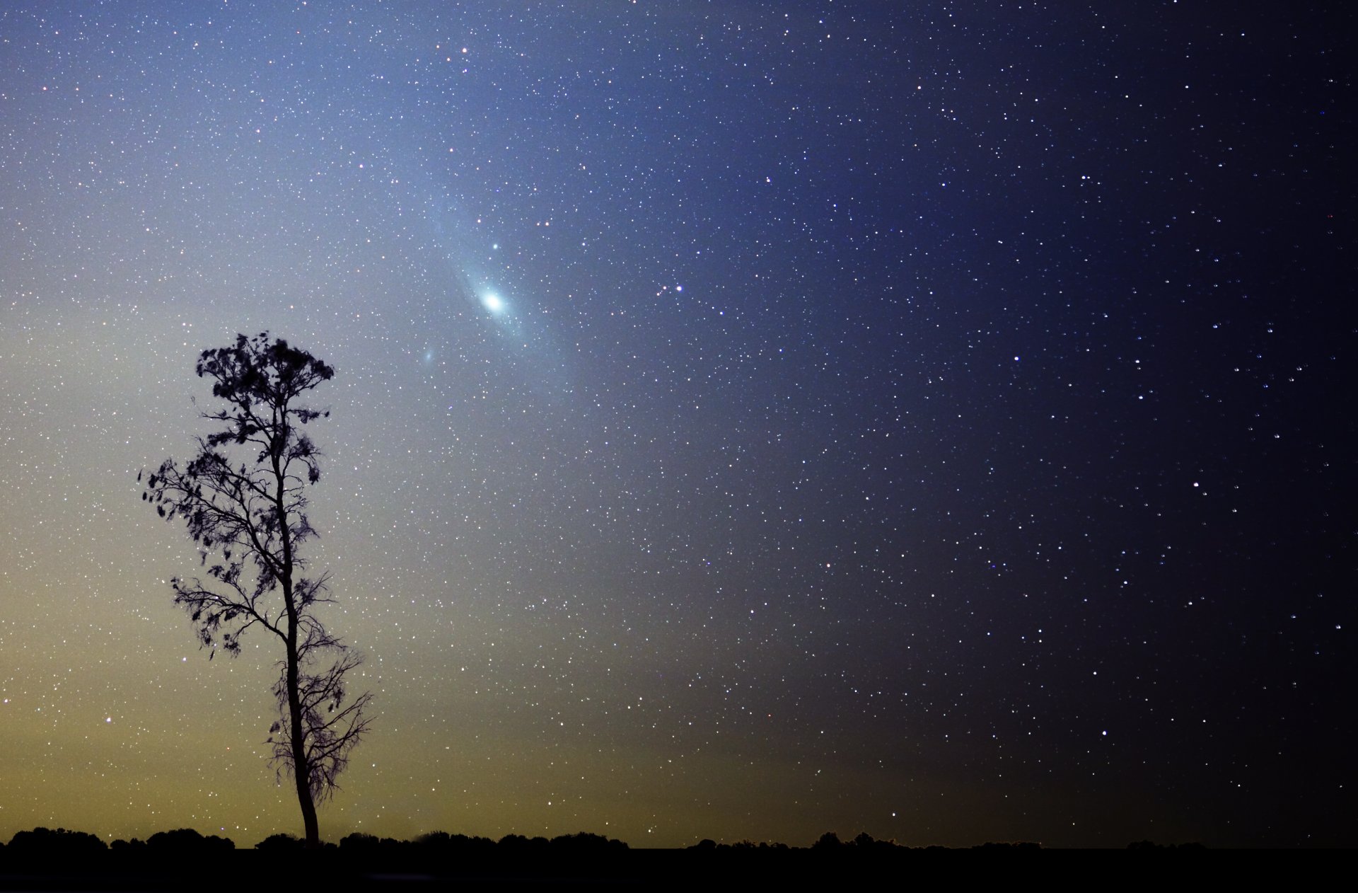 galaxia m31 andrómeda estrellas árbol