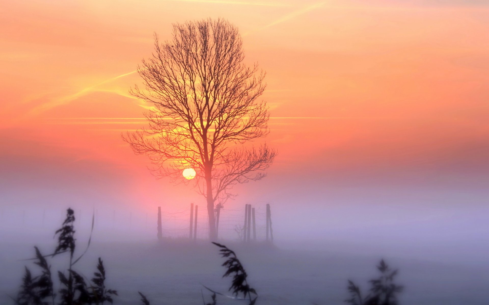 tramonto cielo albero paesaggio