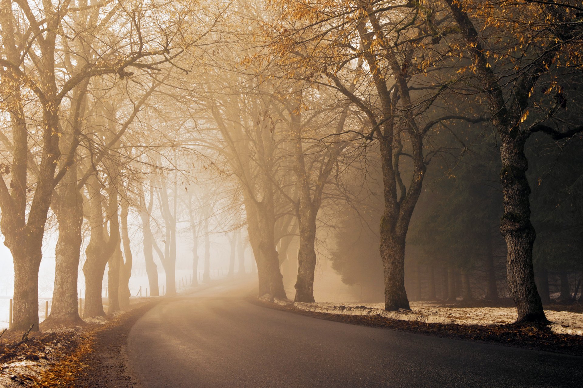 road the way asphalt away fog haze morning autumn of the year snow shoulder fallen leaves tree landing woods fence light