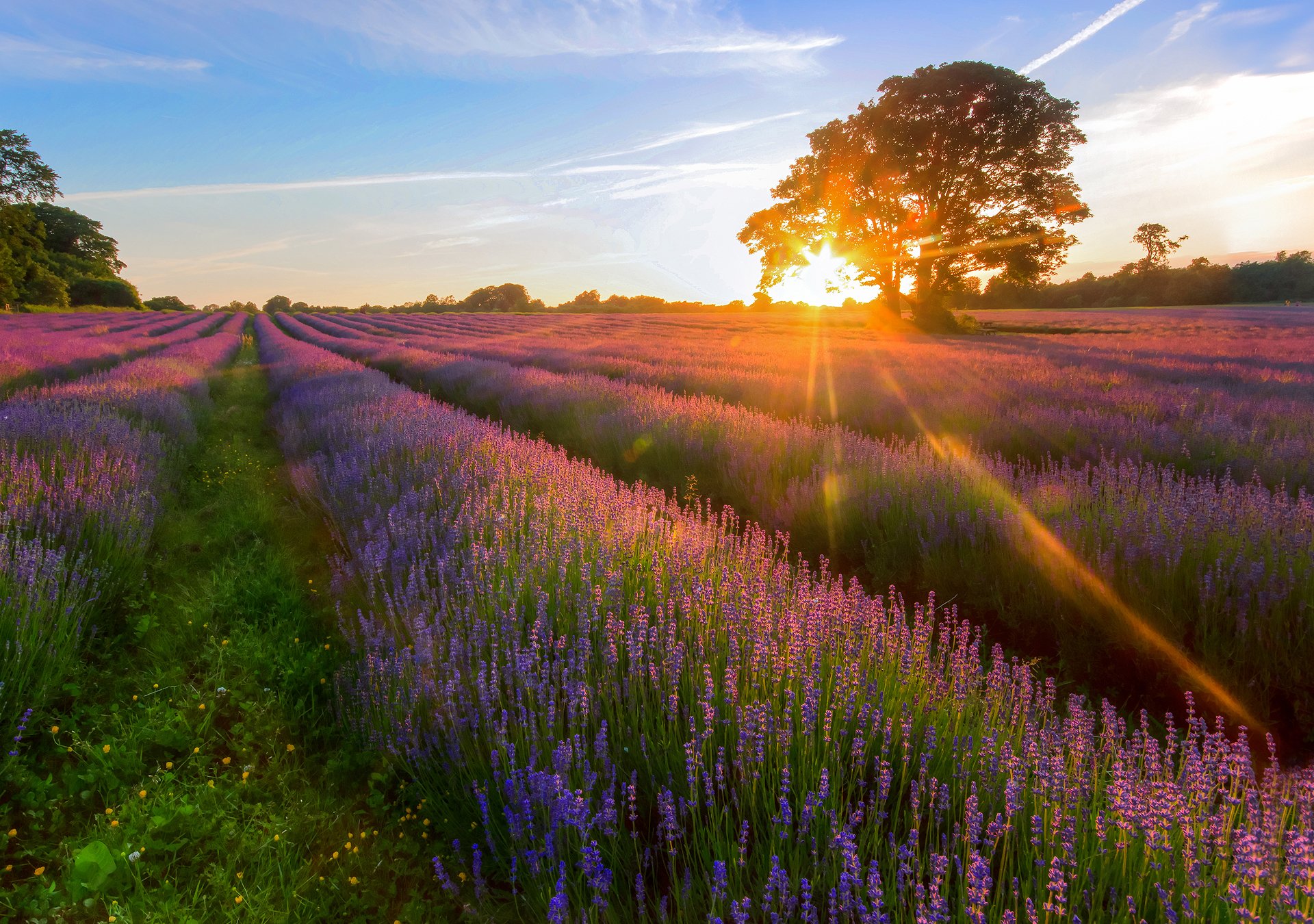 soleil rayons arbre champ lavande été