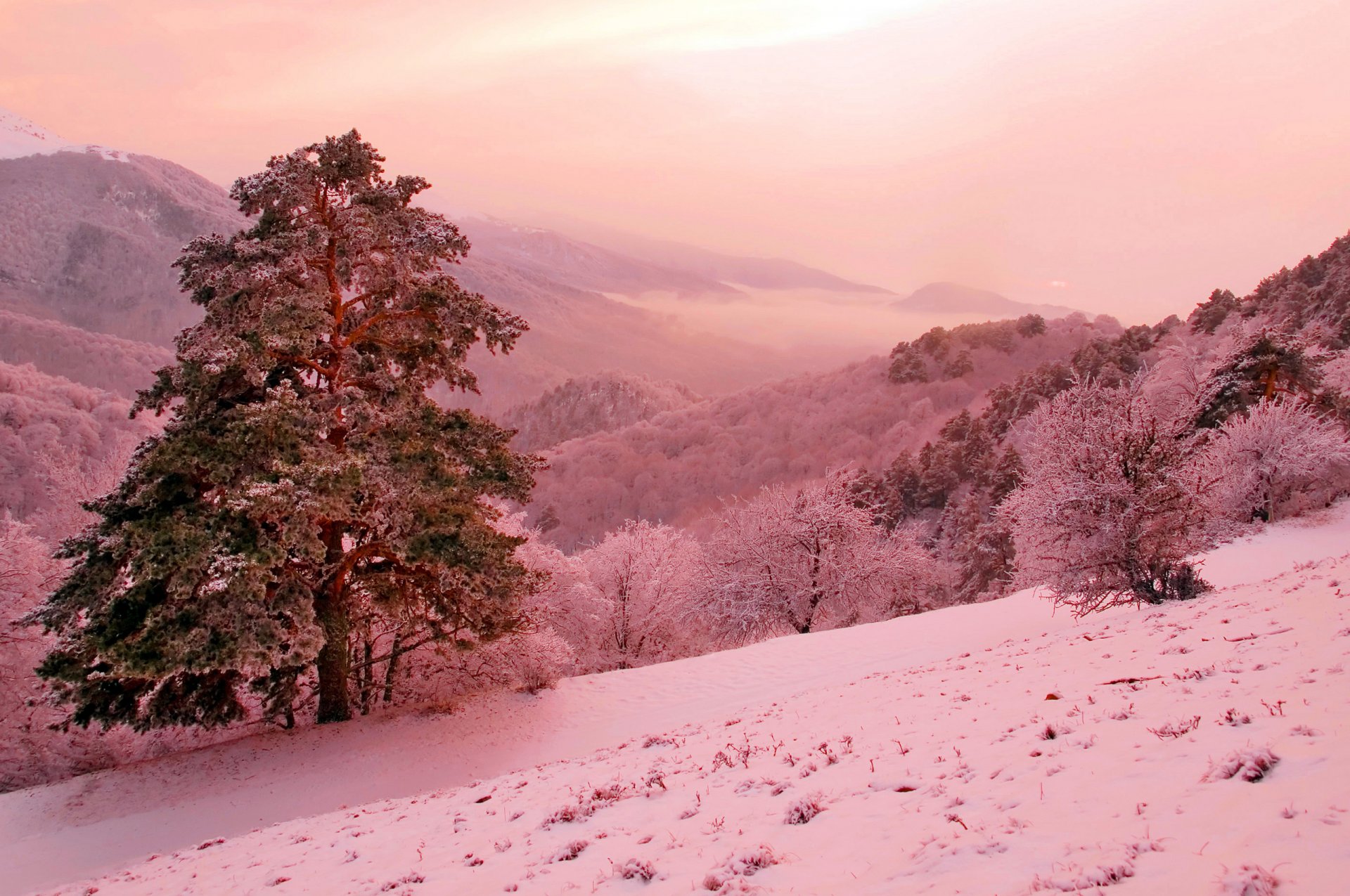 winter berge hang kiefer rosa fantasie