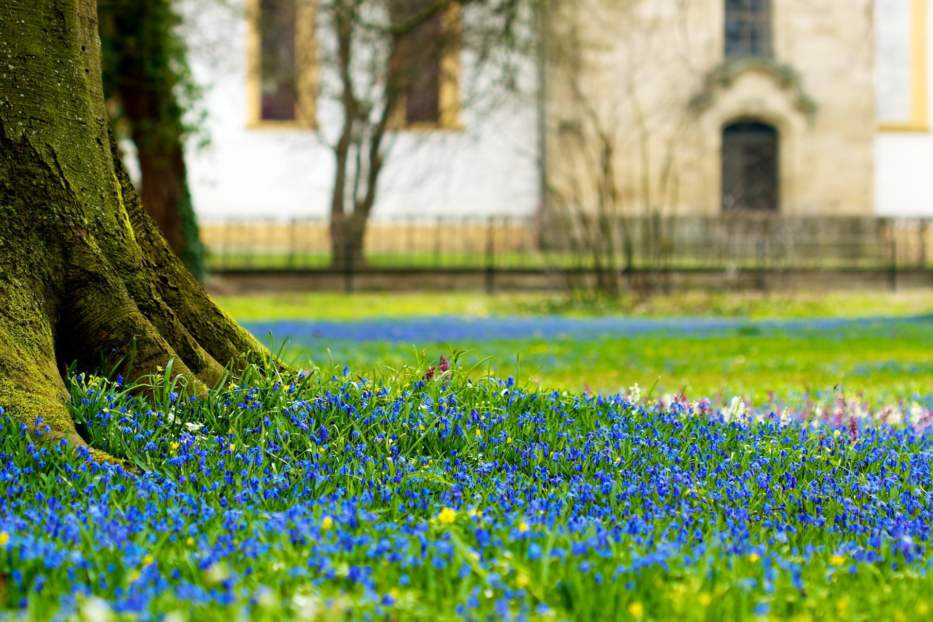 field flower castle scilla flower