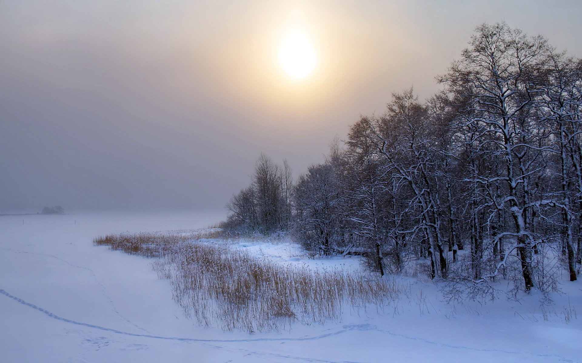 hiver coucher de soleil neige arbres paysage nature