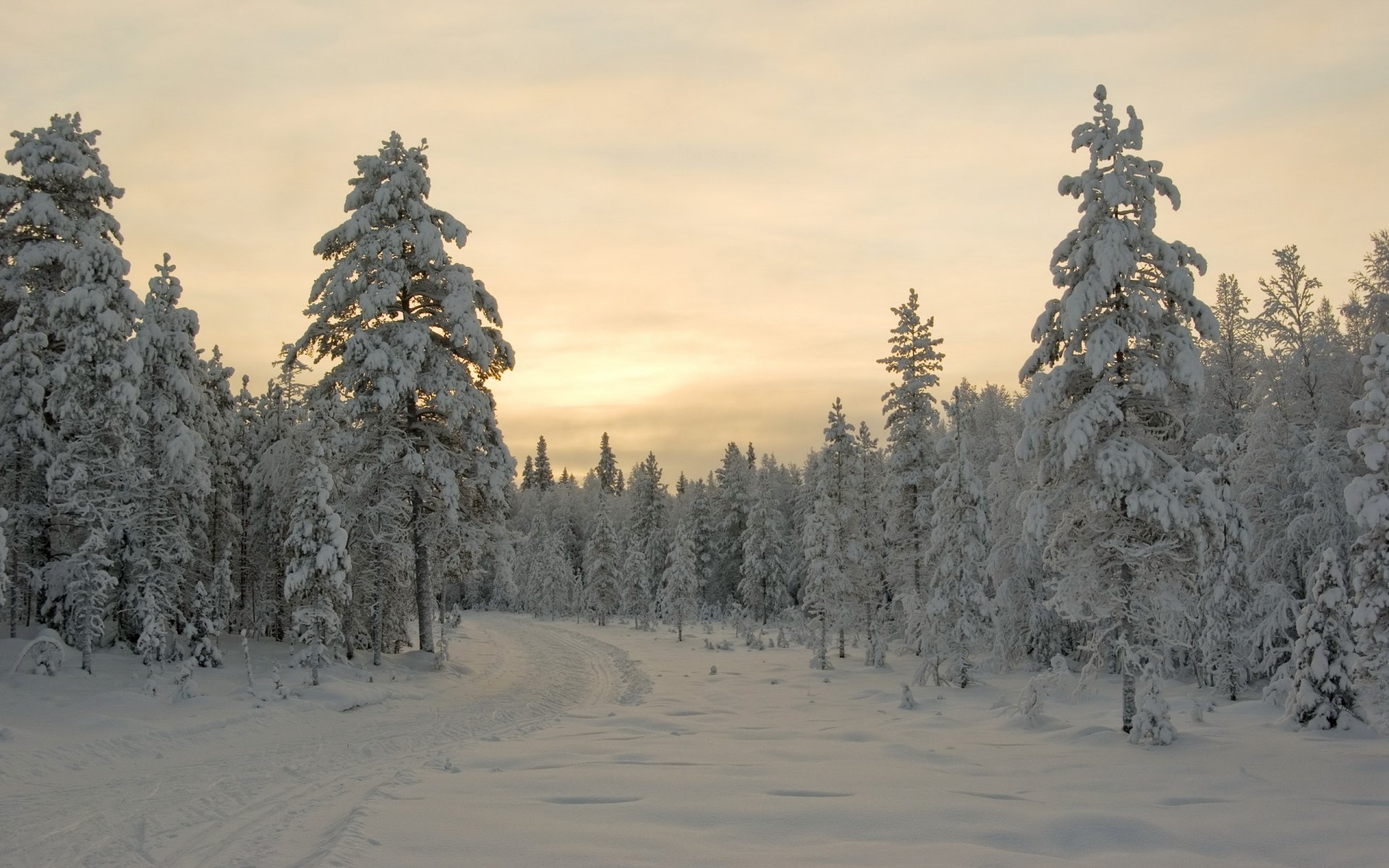 winter sonnenuntergang bäume schnee