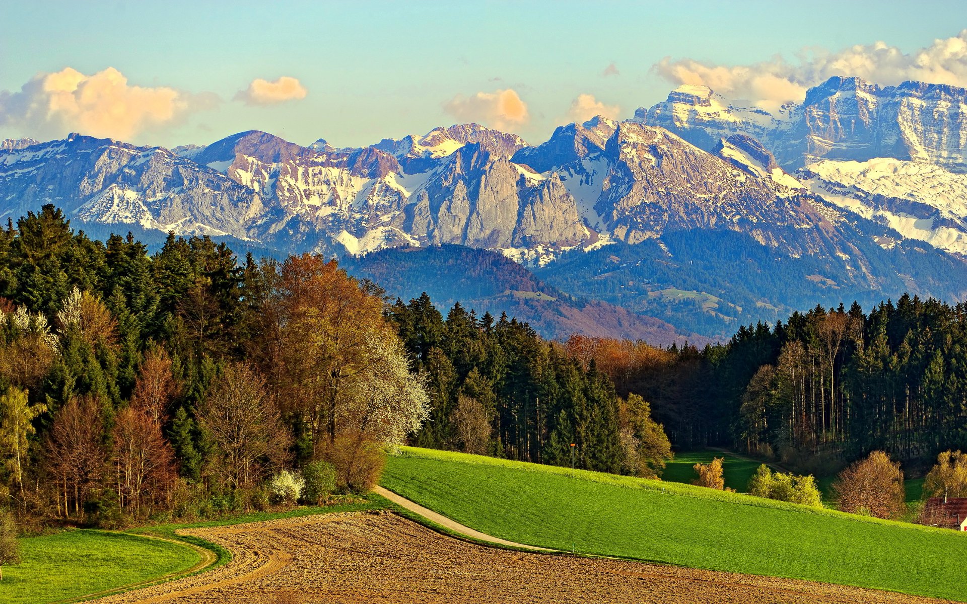 mountain forest tree meadow the field clouds sky snow rock road