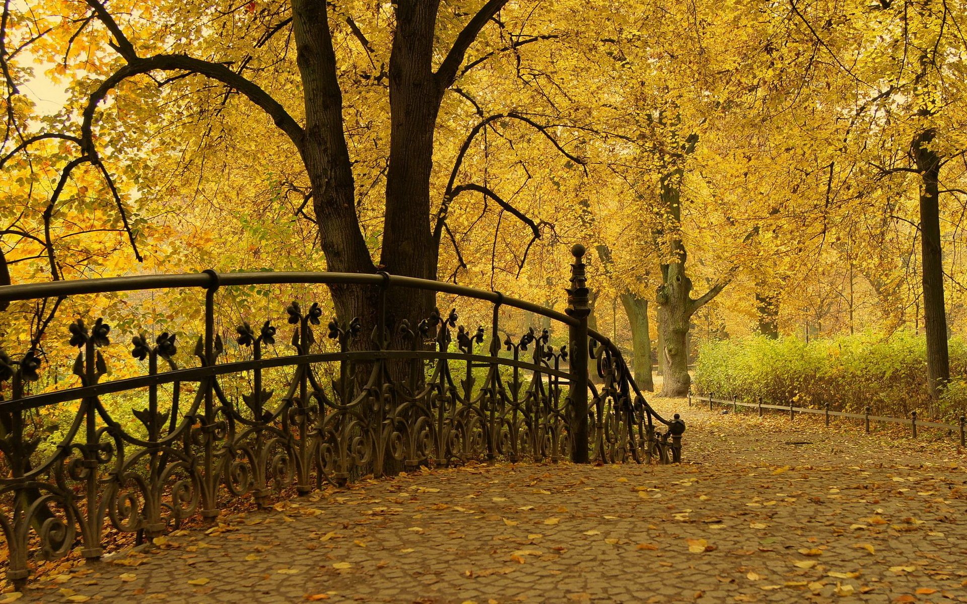 park autumn tree leave