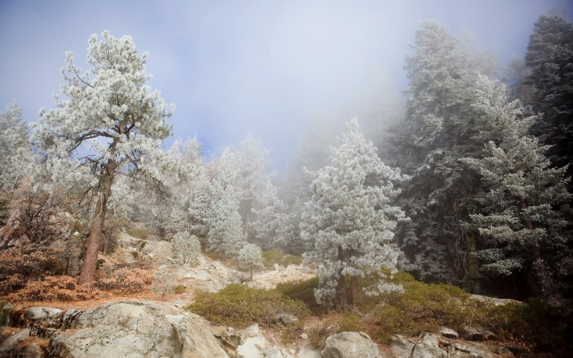 berge bäume nebel natur landschaft