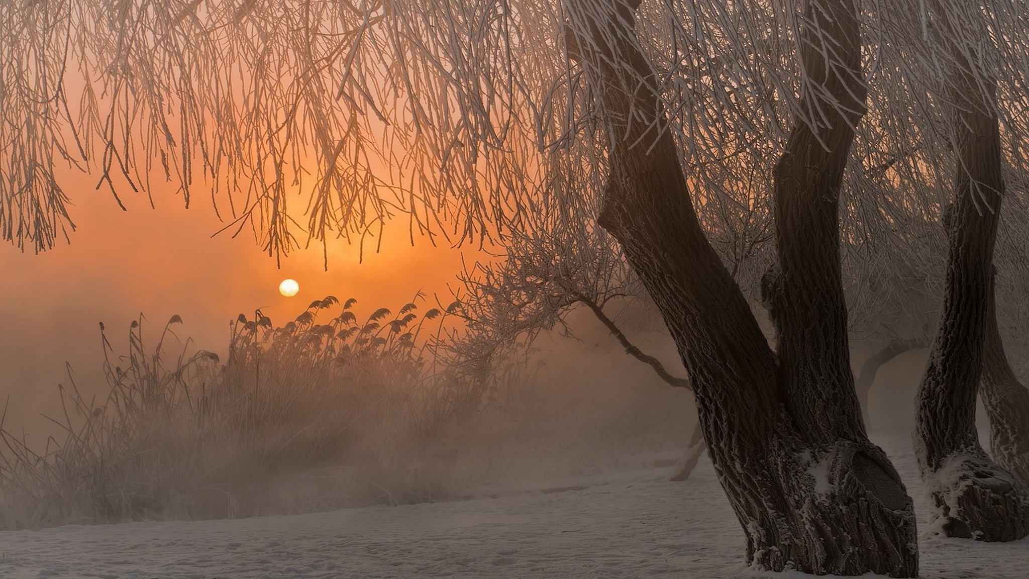 inverno nebbia neve albero alba