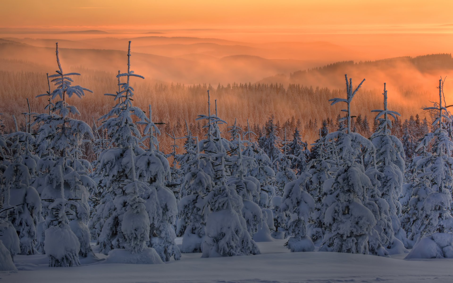 hiver neige sapin arbres de noël forêt brouillard coucher de soleil crépuscule