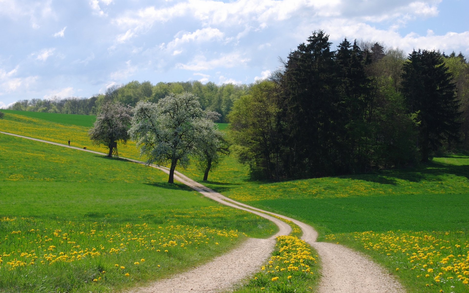 sommer feld straße landschaft