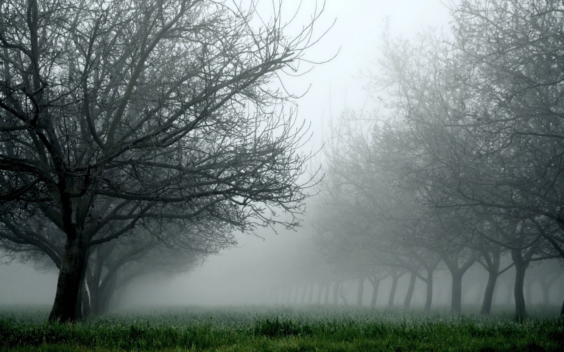 tree fog grass nature