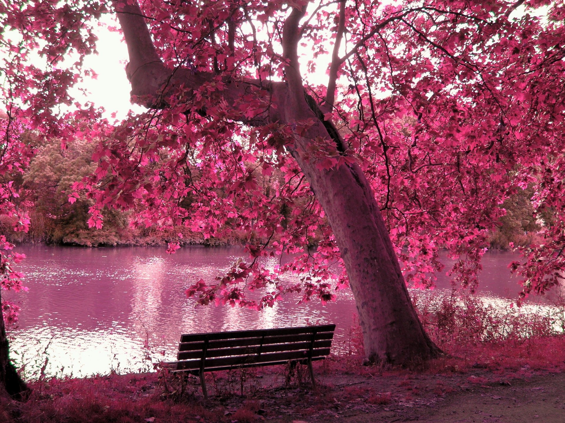 lake pond forest tree shop bench branches leaves autumn pink foliage