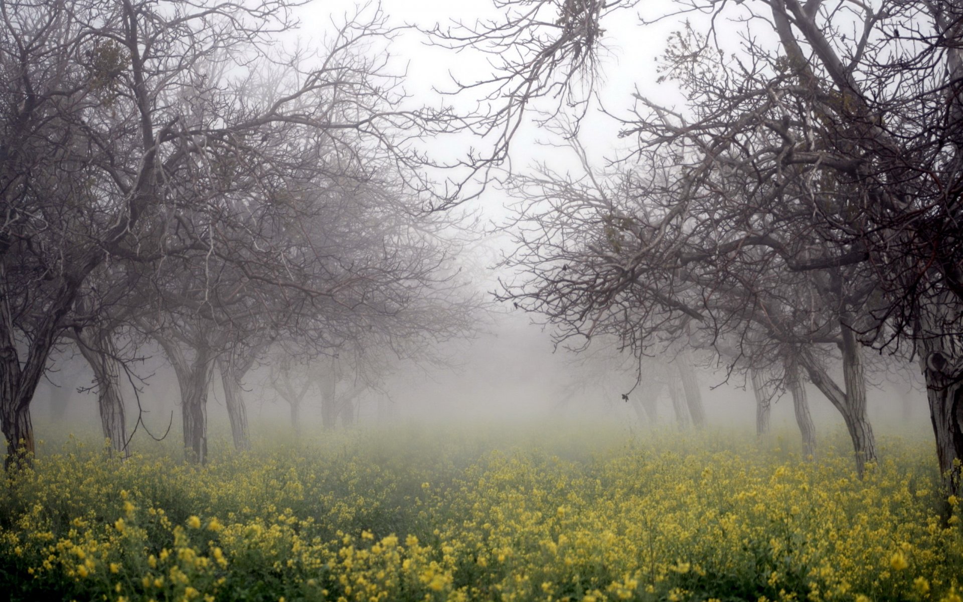 arbres brouillard colza nature