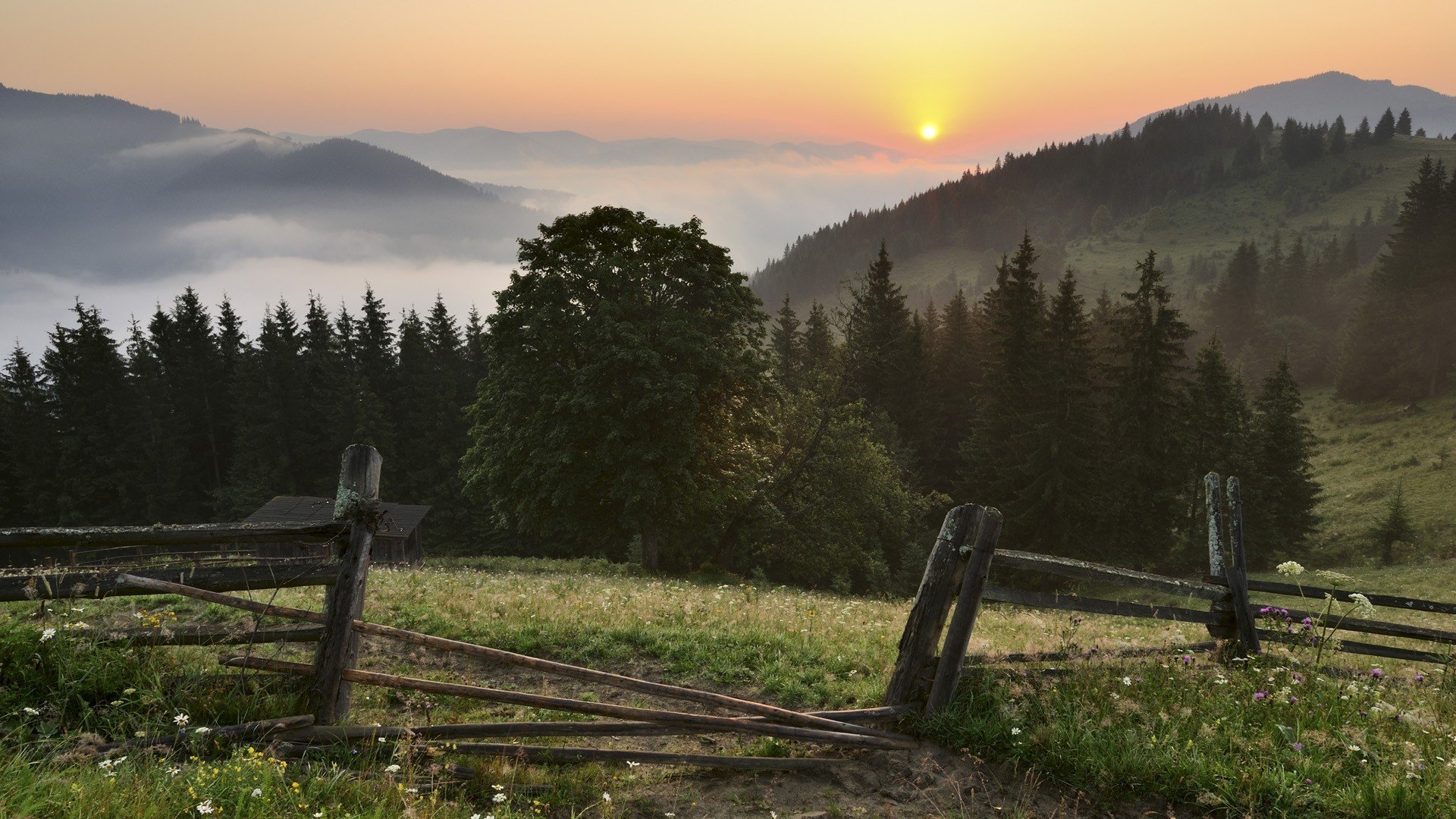 ukraine carpathians ukraine carpathians mountains forest fence grass flowers landscape sunset sun sky clouds fog tree