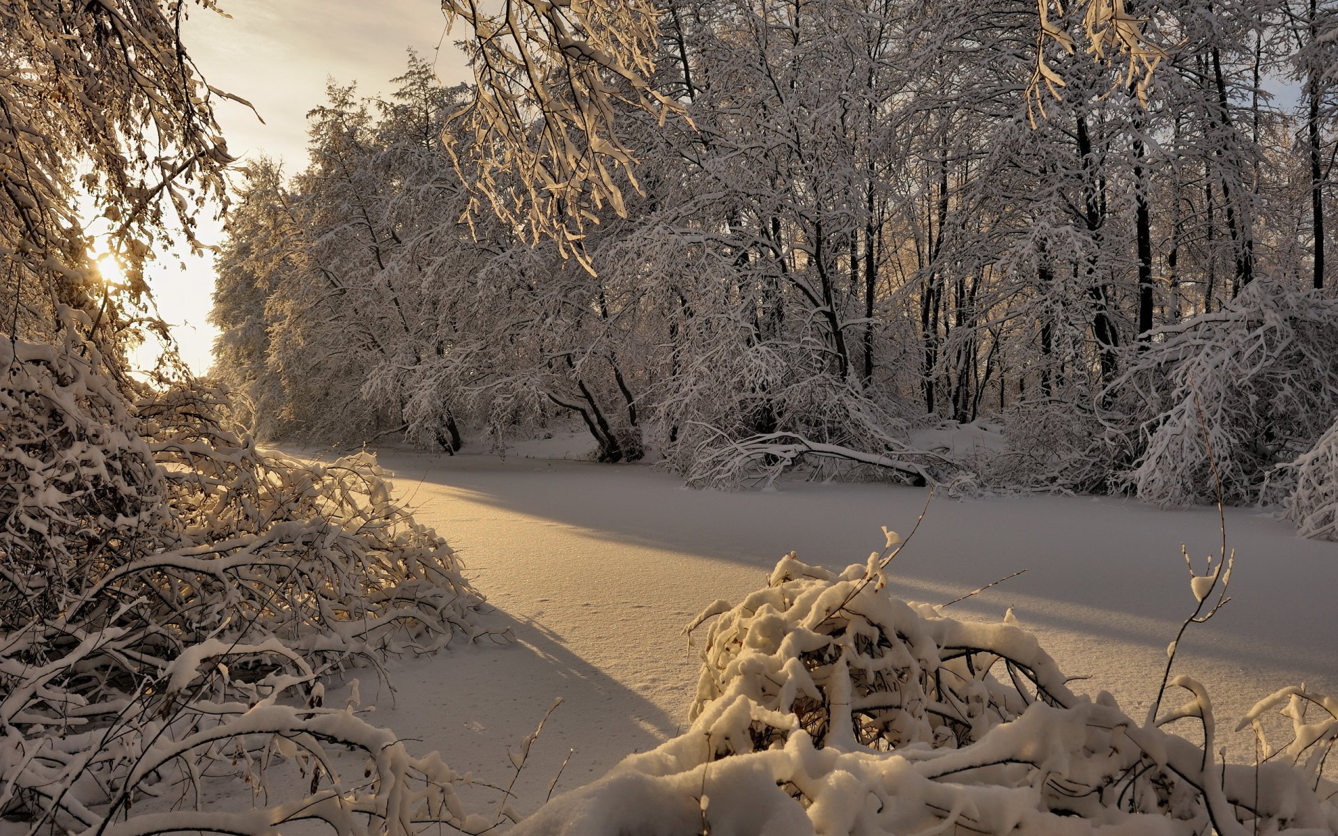 hiver forêt neige arbres