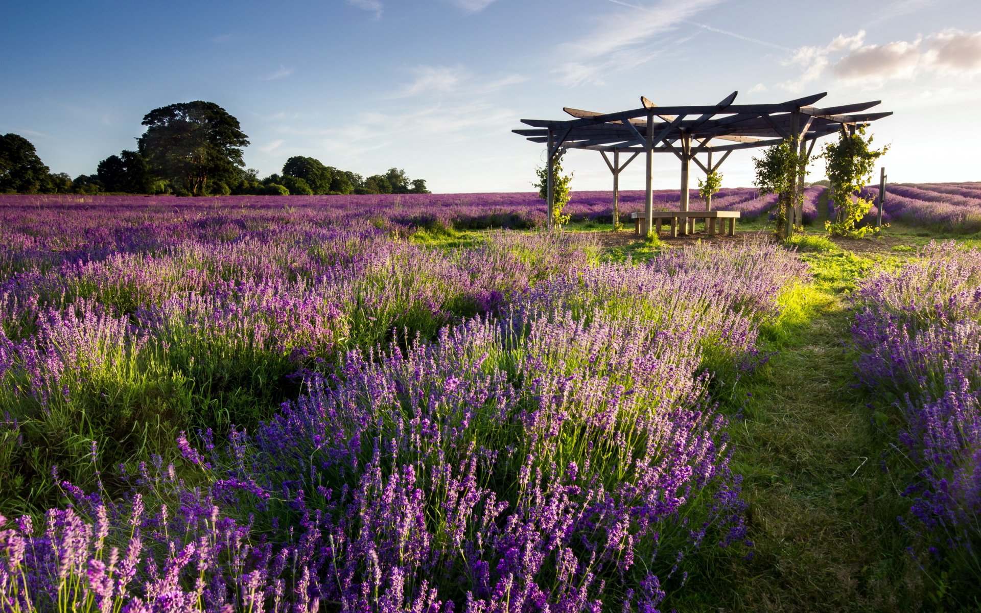 campo lavanda casa de guardia paisaje