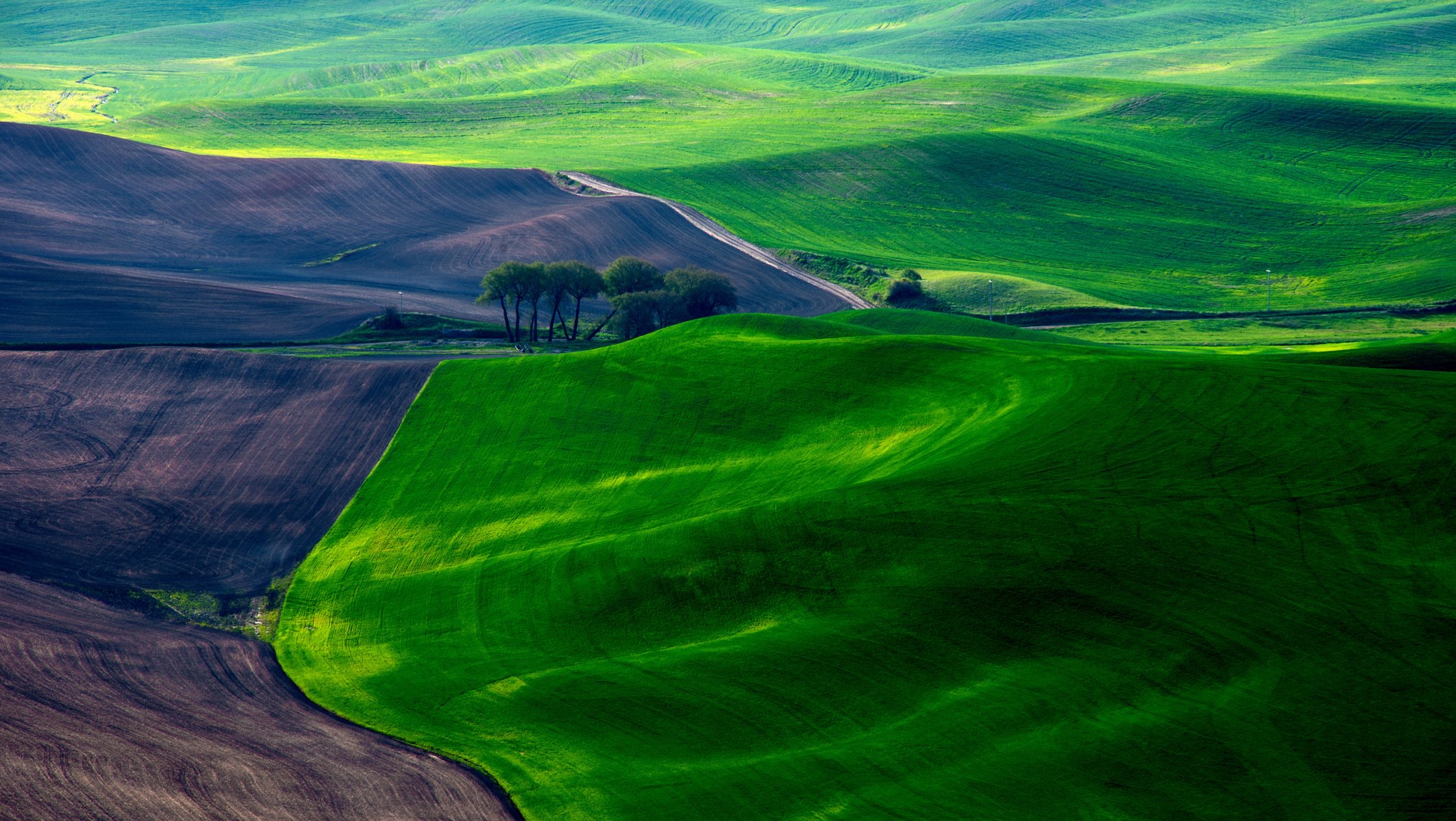 the field of the field land grass rugs spring