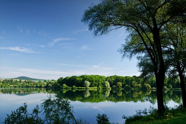 Verde soffice sulla riva di uno stagno blu