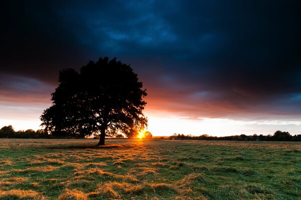 A tree in a field at sunset