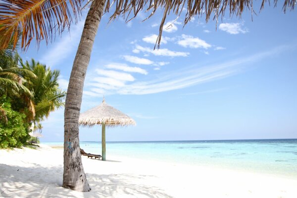 La côte des Maldives avec du sable blanc, de l eau d Azur et un palmier