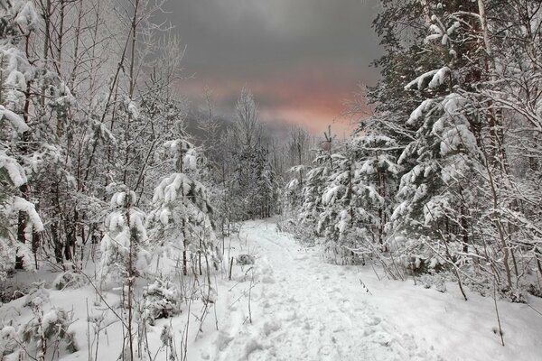 Ausgetretener Weg durch den Winterwald