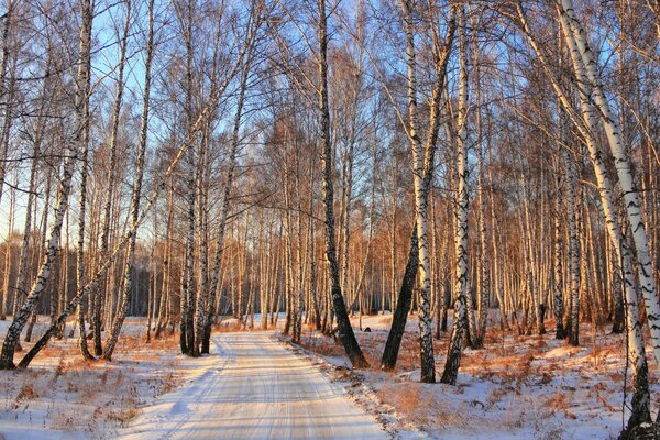 Camino a través de un bosque de abedul de invierno