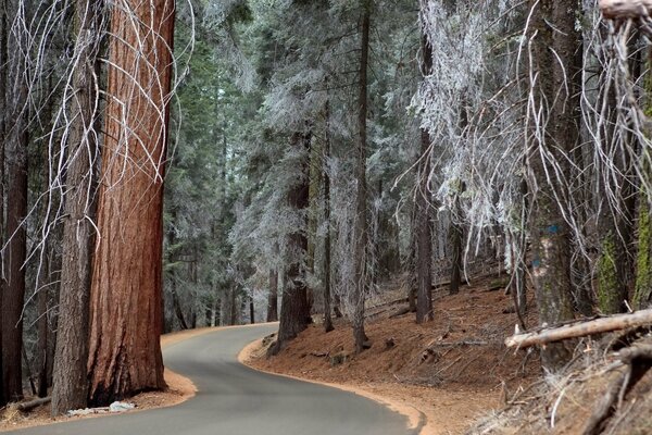 The road to the Borovoy winter forest