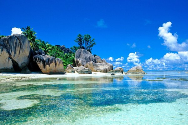 Beau paysage des Seychelles avec palmiers