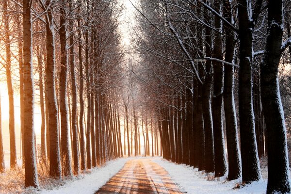 De grands arbres élancés le long d une route enneigée