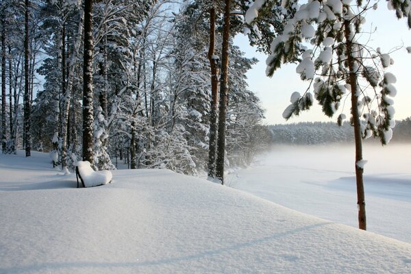 Waldlandschaft mit schneebedeckten Bäumen