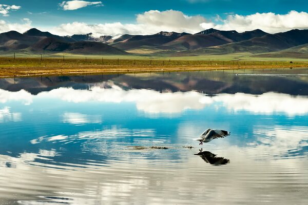 A bird on a lake surrounded by Tibetan mountains