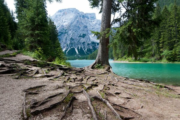 Der Wald in Italien ist mit den Bergen vermischt