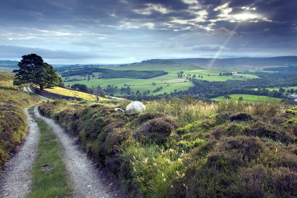 A fascinating road through the field