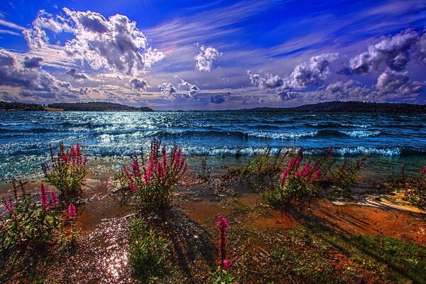 Flowers on the shore of a wild beach