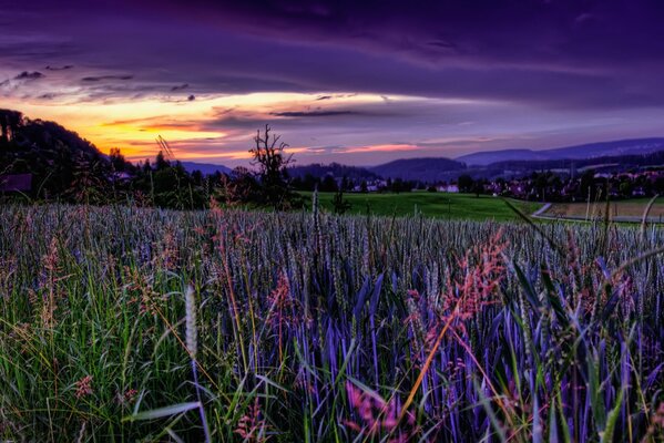 Tramonto Celeste sul campo