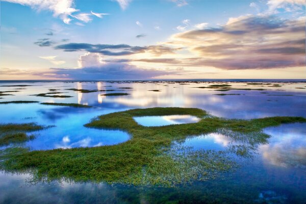 Erba tra l oceano sullo sfondo del cielo