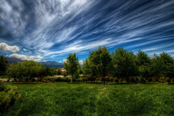 Hermoso paisaje con árboles verdes