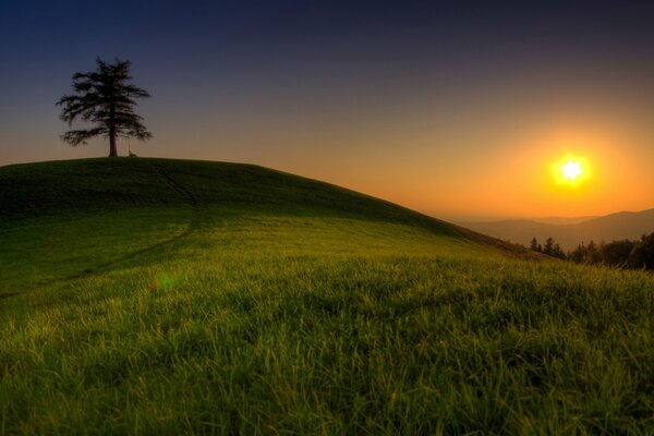 Carta da parati paesaggio di grande formato con sole, albero ed erba