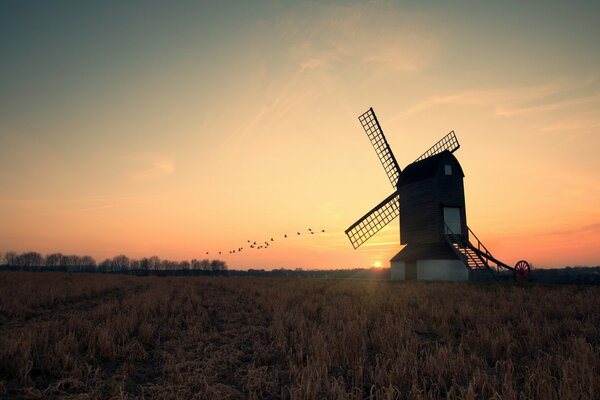 Puesta de sol de la tarde con aves voladoras