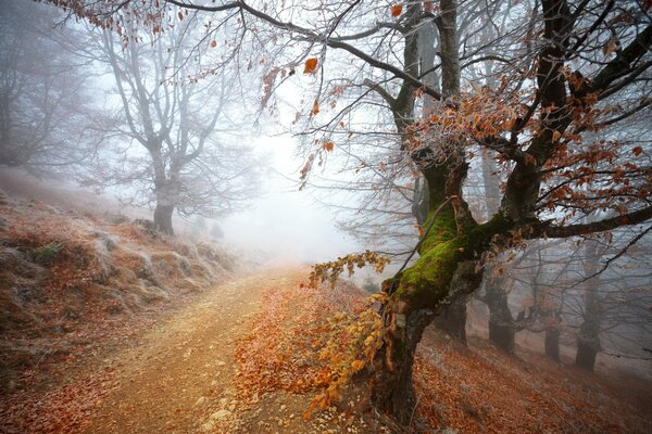 Fog in a mysterious frozen forest