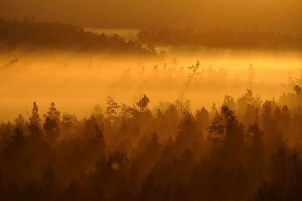 Brouillard magnifique dans la forêt