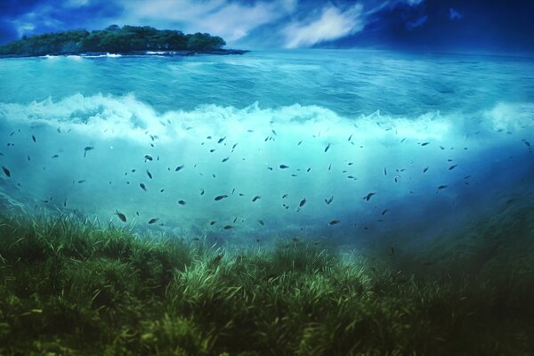 Fische auf Insel Hintergrund